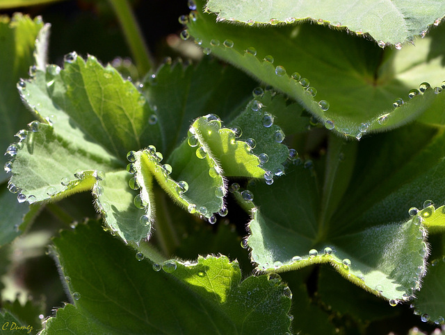 Rosée sur Alchemilla