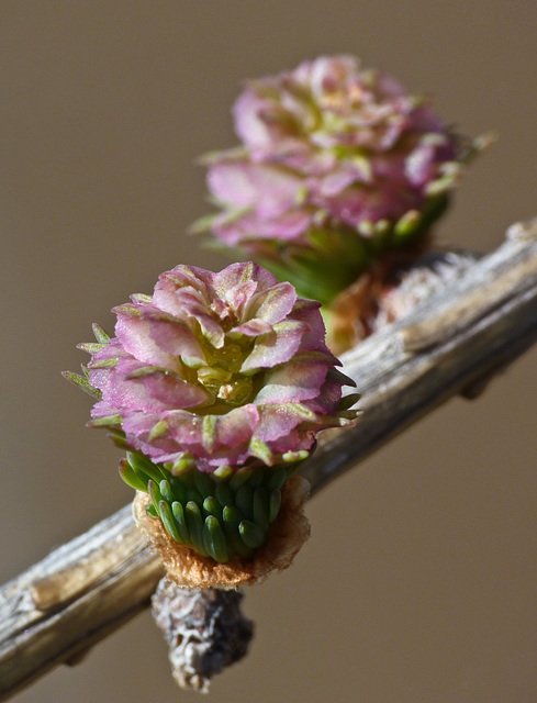 Larch flowers