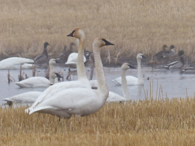 Swans galore