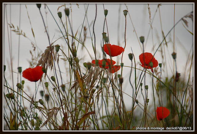 Coquelicots