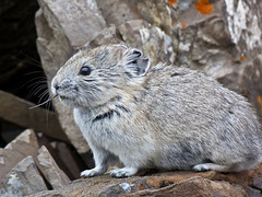 American Pika