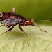 Deraeocoris ruber nymph.