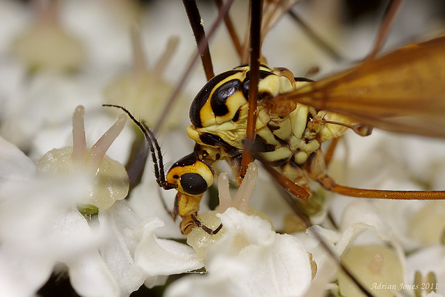 Tipulid feeding on Hogweed.