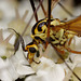 Tipulid feeding on Hogweed.