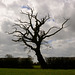 Lonely tree in Haughton