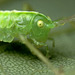 Bush Cricket Nymph.