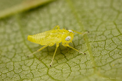 leafhopper_nymph_001
