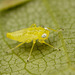 leafhopper_nymph_001