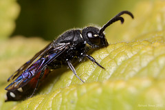 Sapyga quinquepunctata (Female)
