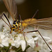 Tipulid feeding on Hogweed.