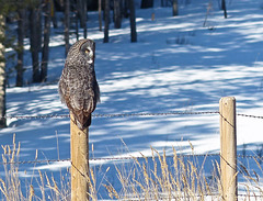 Great Gray Owl in a snowy setting