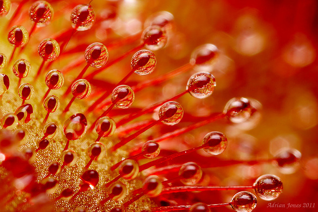 Drosera aliciae