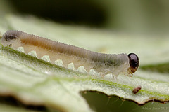 Sawfly Larva