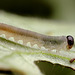 Sawfly Larva