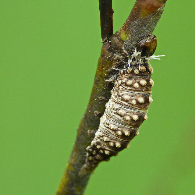 Pupa