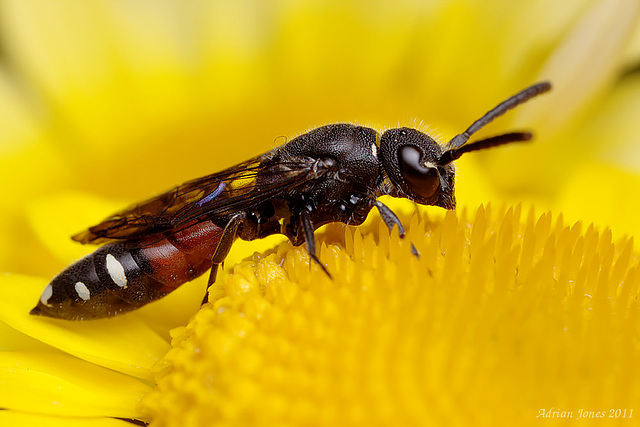 Sapyga quinquepunctata (Female)