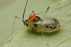 An Aphid with Mite.