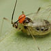 An Aphid with Mite.