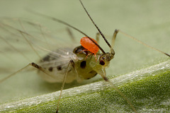 An Aphid with Mite.