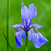 Beautiful blue Iris
