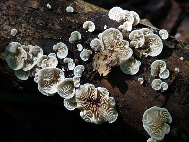 Exquisite fungi