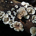 Exquisite fungi