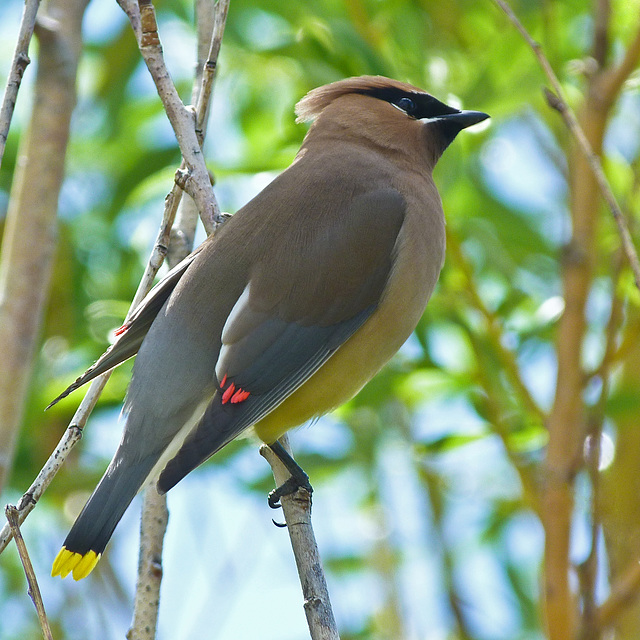 Cedar Waxwing