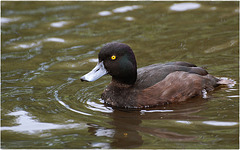 Blue Billed