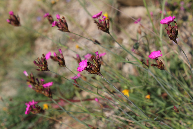 Dianthus carthusianorum-Oeillet des Chartreux (4)