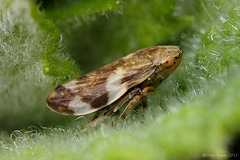 Philaenus spumarius (Common Froghopper)