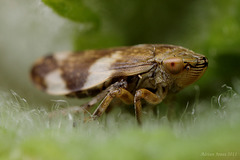Philaenus spumarius (Common Froghopper)