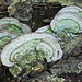 Turkey tails