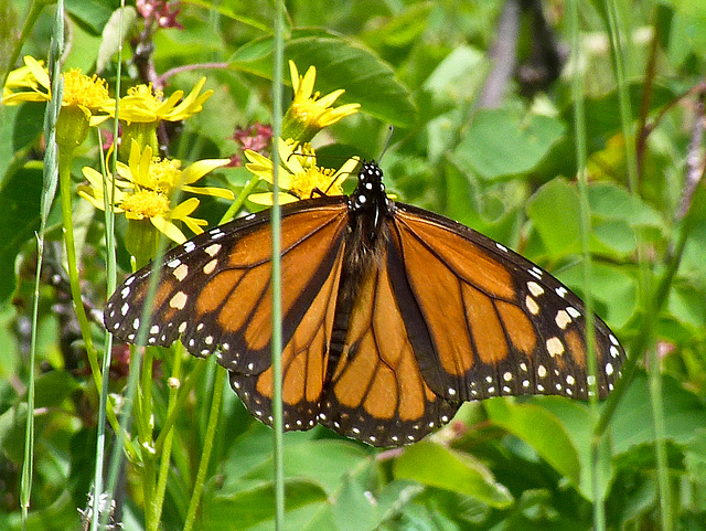 Monarch - a rare sight in Calgary