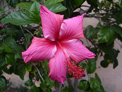 Bella flor rosa