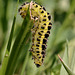 burnet_moth_larva_003