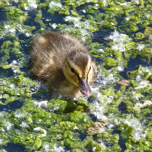 Mallard duckling