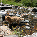 Mill Creek, Lundy Canyon