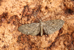 Common Pug