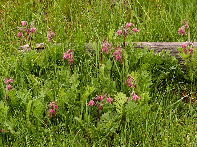 Nodding their little pink heads