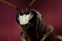 Hylaeus Bee Portrait.