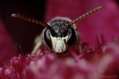 Hylaeus Bee