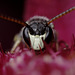 Hylaeus Bee