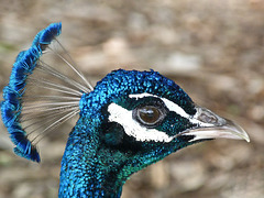 Turquoise for a change of colour