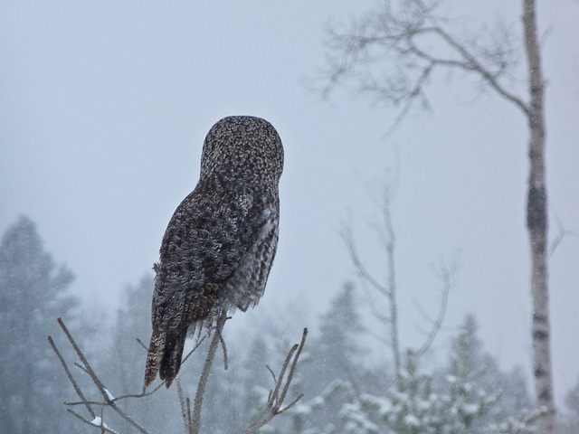 Great Gray Ghost