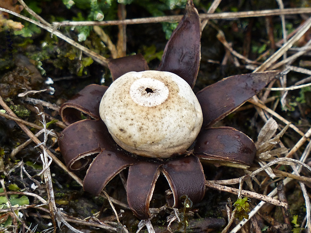 Earth Star