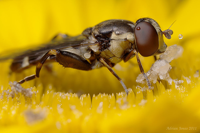 hoverfly_001