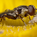 hoverfly_001