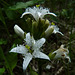 Beautiful Bogbean