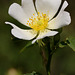 Rosa arvensis (Field Rose)