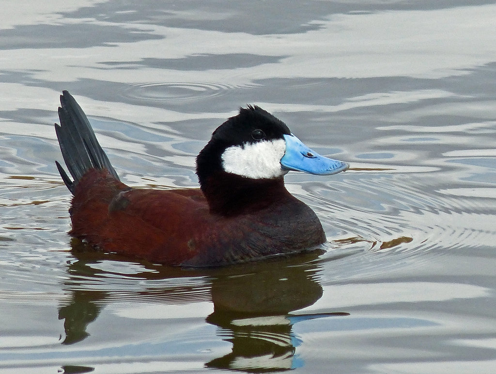 Ruddy Duck